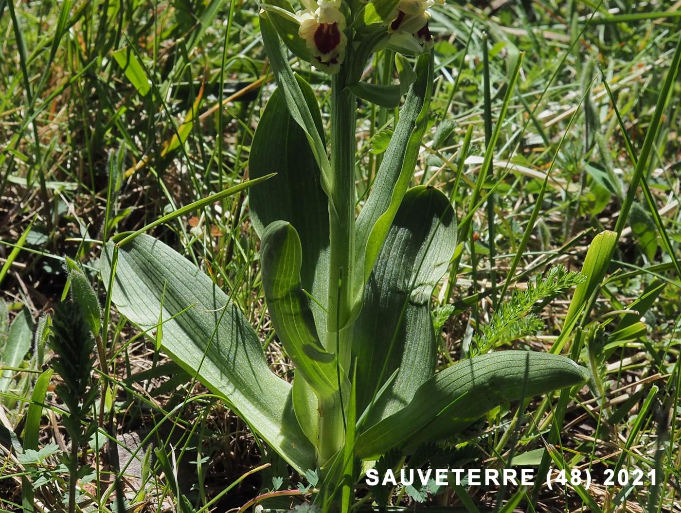 Orchid, Elder-flowered leaf